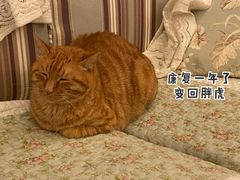 -嘉馨宠物医院·CT影像转诊·心脏科·犬猫全科诊疗中心(下沙大学城院区)
