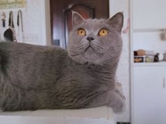 -喵zoo家庭繁育猫舍(尖东智能花园店)