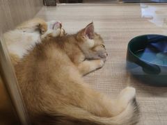 -飞行喵MR PILOT|猫舍·猫咖(静安大融城店)