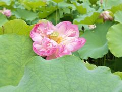 -陈家山荷花公园