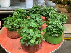 -循礼门鲜花花市(武汉循礼门店)