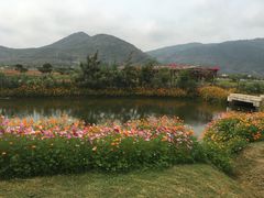 -亚龙湾国际玫瑰谷