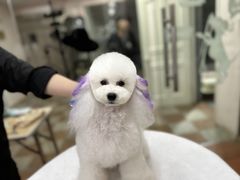 -鑫艺宠物美容培训学校