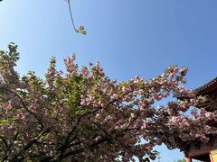-洛阳白马寺