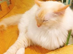 -猫小院猫主题咖啡厅(北锣店)