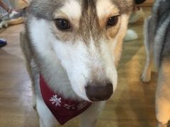 -Husky Go! 哈士奇体验馆·宠物咖啡厅狗咖