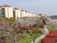 -高东镇樱花园
