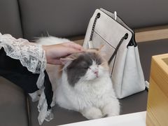 -喵园·猫主题咖啡厅·撸猫·猫咖(国贸店)