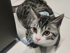 -可蒙动物医院·猫科·骨科中心(首义路店)