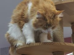 -喵园·猫主题咖啡厅·撸猫·猫咖(国贸店)