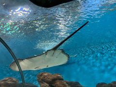 -上海海洋水族馆