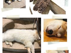 -more than meow吴止猫主题餐厅(承德 中船汇店)