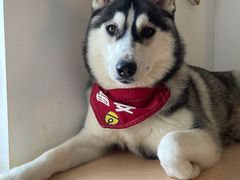 -Husky Go! 哈士奇体验馆·宠物咖啡厅狗咖