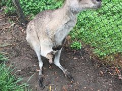 -可伦宾野生动物保护区