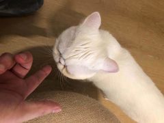 -猫腻·猫咖·撸猫馆(星光大道店)