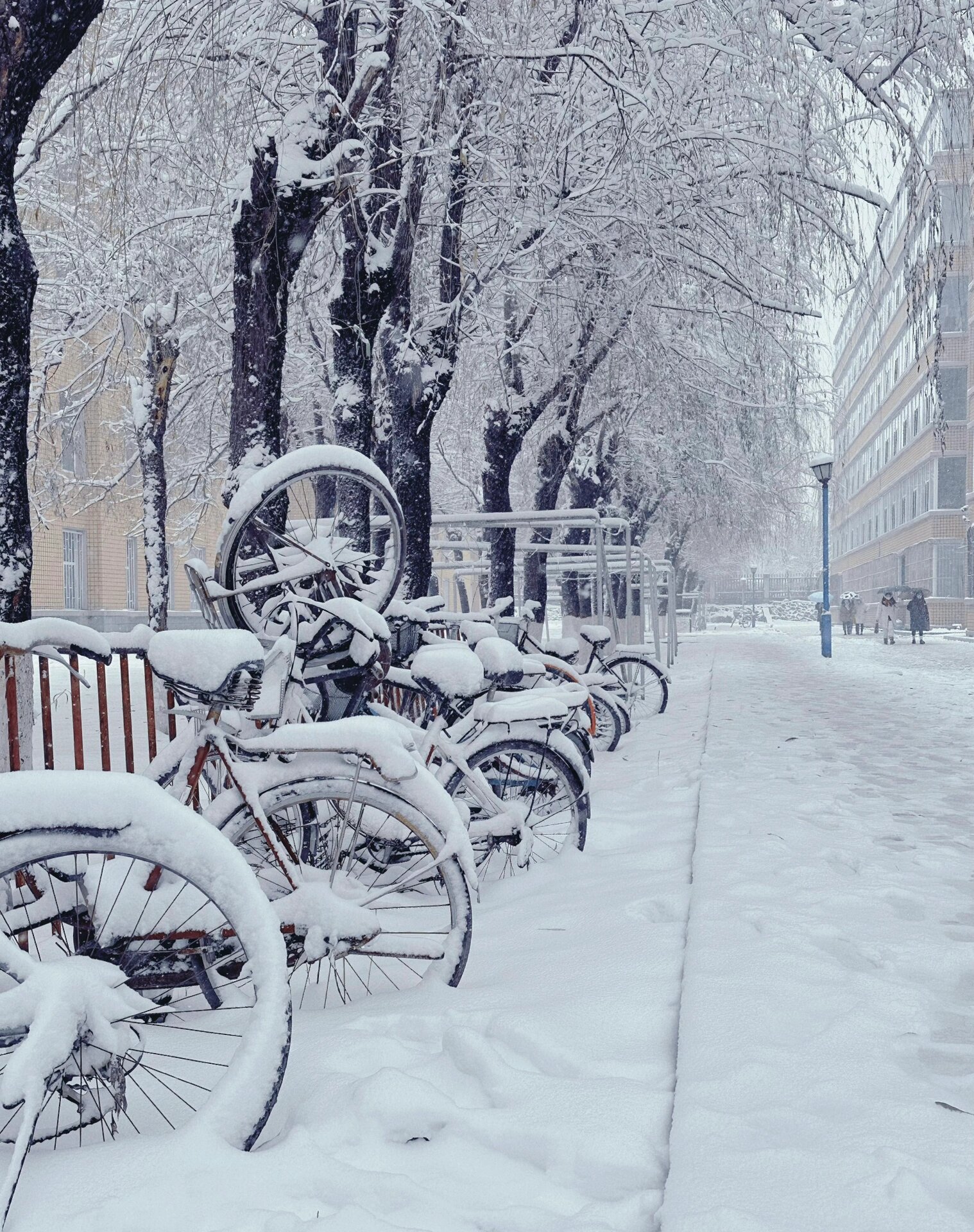 北方下雪图片真实图片