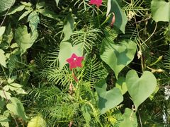 -国家植物园南园