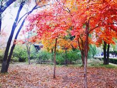 -长春市南湖公园