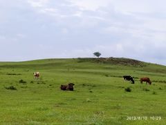 -御道口草原森林风景区