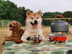 -良成狗狗乐园