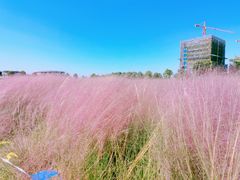 -映月湖中央公园