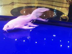 -陇菜和盛祥(金轮宾馆店)