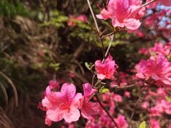 -木兰云雾山