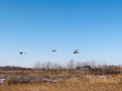-盐城丹顶鹤湿地生态旅游区