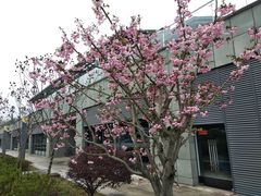 -武汉大学-樱园