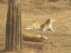 -济南野生动物世界
