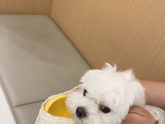 -瑞派康怡24h宠物医院·犬猫医疗中心·微创绝育(瑞景分院)