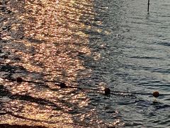 -天鹅湖体育公园