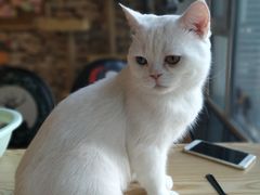 -猫咪咖啡店(新城大街店)