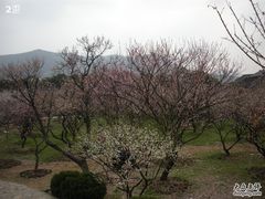 -香雪海