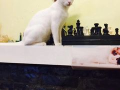 -猫色咖啡·猫咖