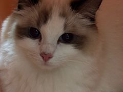 -瑞鹏宠物医院·骨科·猫科·内科(第一中心)
