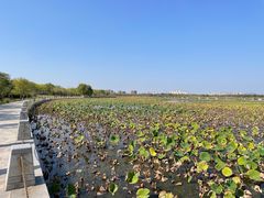 -天津东丽湖风景区