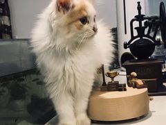 -平行世界·猫咖(首经贸店)