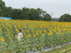 -光明小镇欢乐田园