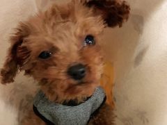 -宠颐生猫科·内科皮肤科(西平世纪城店)