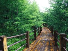 -苏木山森林公园