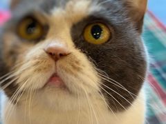 -有猫主题·治愈系猫咖(曾厝垵店)