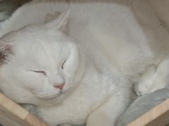 -楼上猫咖(罗湖店)