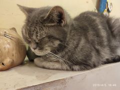 -猫色咖啡·猫咖