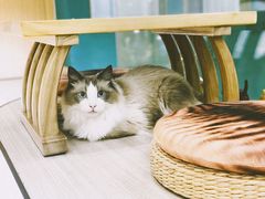 -飞行喵MR PILOT|猫舍·猫咖(静安大融城店)