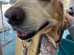 -西安京西宠物医院·瘫痪·疑难杂症