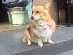 -傲雄·叮叮宠物(新华路店)