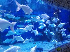 -成都浩海立方海洋公园