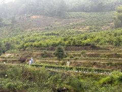 -九龙江国家森林公园