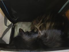 -美联众合动物医院·24h转诊中心